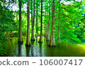 Landscape with greenery Waterside trees 106007417