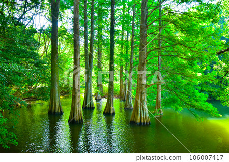 Landscape with greenery Waterside trees 106007417