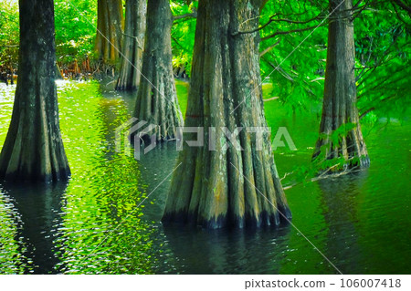 Scenery with a pond Trees growing on the waterside Scenery with a pond Trees growing on the waterside 106007418