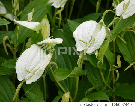 Half-summer white leaves Half-summer white leaves 106007449