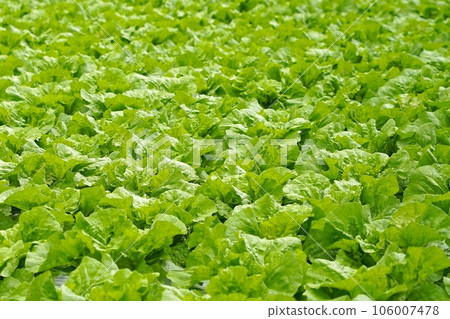 Fresh salads Fresh salads 106007478
