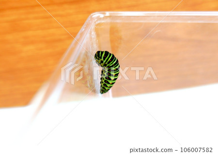 燕尾蝶 燕尾蝶 燕尾蝶 蝴蝶幼蟲 106007582