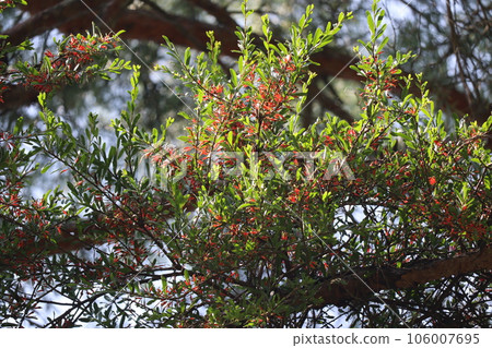 Matsugumi parasitic on Japanese red pine Matsugumi parasitic on Japanese red pine 106007695