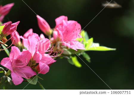 盛開的激情花 106007751