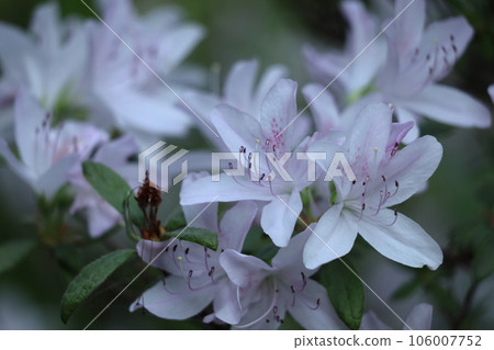 盛開的激情花 106007752