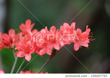 Blooming passion flower Blooming passion flower 106007785