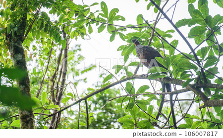 Observant Jacu Bird Perched on a Branch in the Dense Green Forest Observant Jacu Bird Perched on a Branch in the Dense Green Forest 106007817