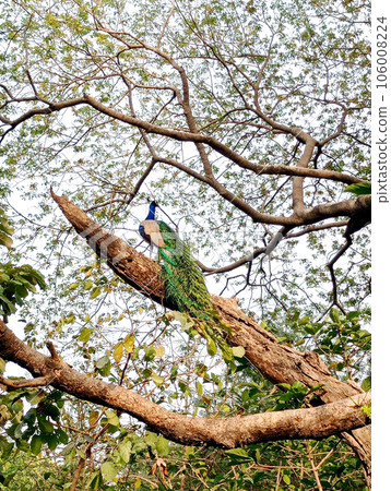 indian peafowl (Pavo cristatus), also known as the common peafow 106008224