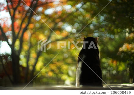 Pheasant cat watching autumn leaves in a Japanese garden Pheasant cat watching autumn leaves in a Japanese garden 106008459