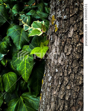 Ivy vine climbing tree trunk isolated on white background clipping path included Ivy vine climbing tree trunk isolated on white background clipping path included 106008531