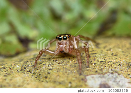 跳蛛 跳蛛 106008556