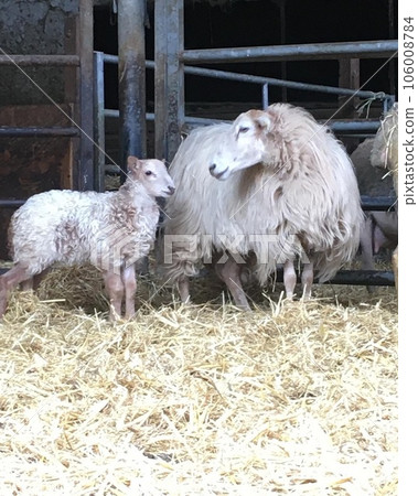 羊一家的故事 羊一家的故事 106008784