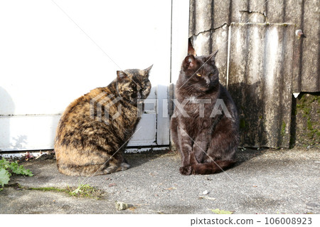 兩隻貓在曬太陽 106008923