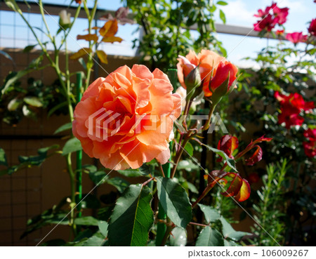 Gardening orange rose up Gardening orange rose up 106009267