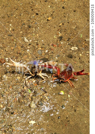 A rare crayfish with a blue body and a red crayfish threatened with white scissors in the lower reaches of Bodanuma, Hatoyama Town. 106009418