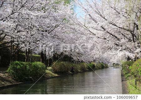 Cherry Blossom Road 106009657