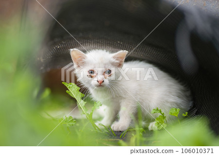 white Kitten with conjunctivitis eye inflammation white Kitten with conjunctivitis eye inflammation 106010371