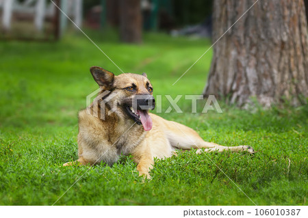 Mongrel dog of red color lies on its stomach on the grass, stretching its front paws forward. Spring... 106010387