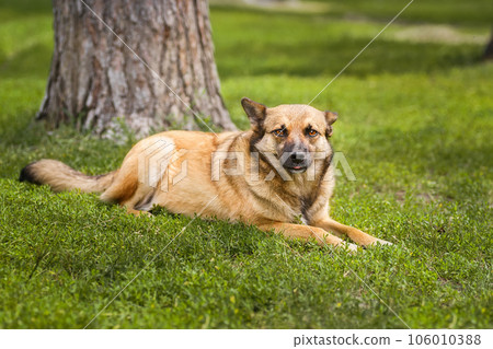 Mongrel dog of red color lies on its stomach on the grass, stretching its front paws forward. Spring... Mongrel dog of red color lies on its stomach on the grass, stretching its front paws forward. Spring... 106010388