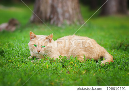 red Cat with kind green, blue eyes, Little red kitten. Portrait cute red ginger kitten.. 106010391