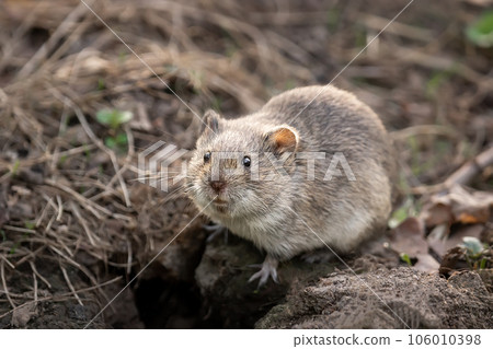 Cute pest field mouse or vole is hiding in grass near pile of old logs with lichen. 106010398