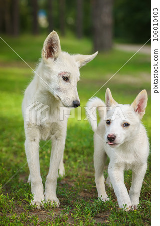 Cute and alert white puppy sitting in lush green grass.. Cute and alert white puppy sitting in lush green grass.. 106010403