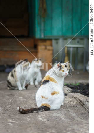 Gray striped cat walks on a leash on green grass outdoors.. 106010444