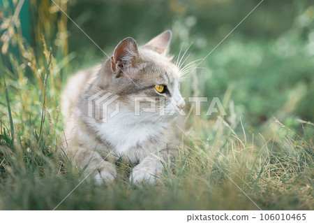 Gray striped cat walks on a leash on green grass outdoors... 106010465