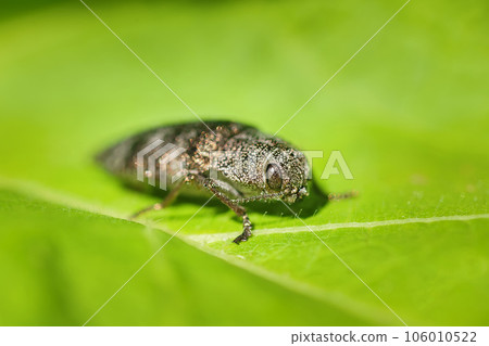 Jewel Beetle (Iridotaenia igneiceps, Buprestidae) on green leaves habitat. 106010522