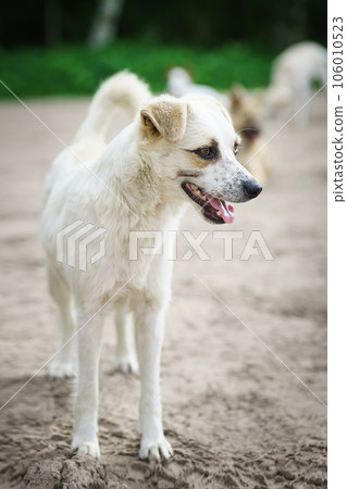 Mongrel dog of red color lies on its stomach on the grass, stretching its front paws forward. Spring..... Mongrel dog of red color lies on its stomach on the grass, stretching its front paws forward. Spring..... 106010523