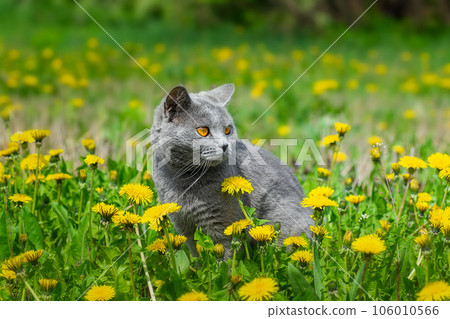 British cat walks on green grass. British cat walks on green grass. 106010566