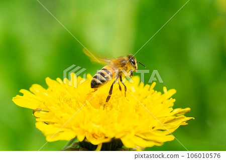 Bee flying on and over dandelion 106010576