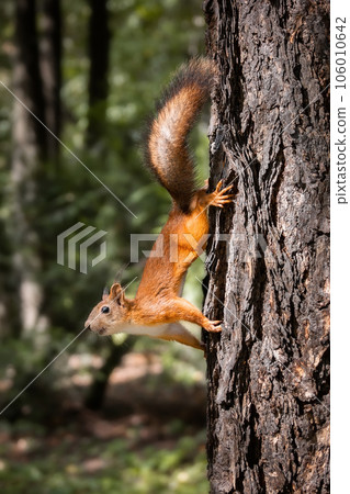 Red squirrel sits in the grass... Red squirrel sits in the grass... 106010642