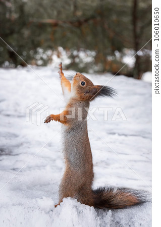 Red squirrel sitting on a tree branch in winter forest and nibbling seeds on snow covered trees background... Red squirrel sitting on a tree branch in winter forest and nibbling seeds on snow covered trees background... 106010650