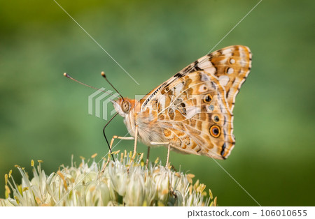 Butterfly on blossom flower in green nature. Butterfly on blossom flower in green nature. 106010655