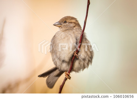 closeup of a House sparrow standing on a tree closeup of a House sparrow standing on a tree 106010656
