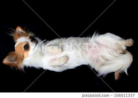 portrait of small smart chihuahua 106011337
