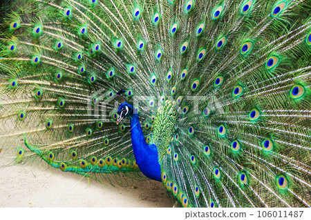 male peacocok bird male peacocok bird 106011487