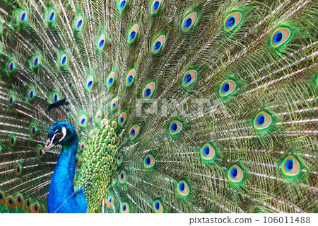 male peacocok bird male peacocok bird 106011488