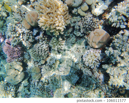 coral reef in Egypt, Makadi Bay 106011577