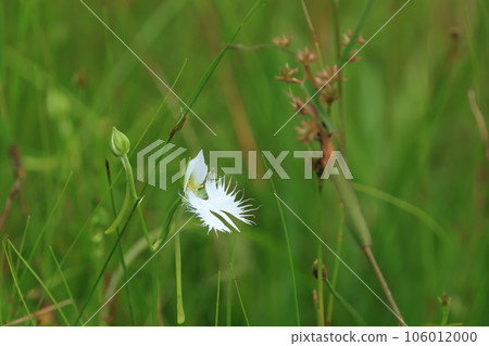 Sagisou Sagisou 106012000