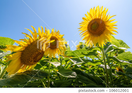 Sunflowers in full bloom at Manganji Temple, Choshi City, Chiba Prefecture 106012001