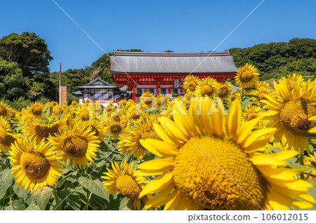 千葉縣銚子市萬願寺盛開的向日葵 千葉縣銚子市萬願寺盛開的向日葵 106012015