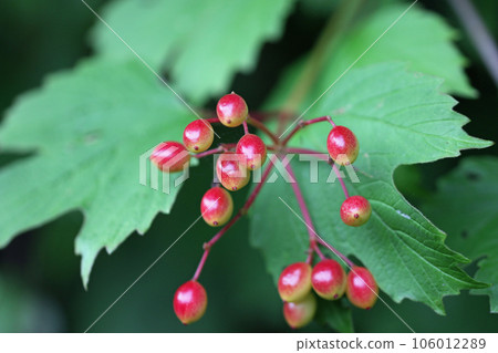 Guelder rose tree leaves and red berries in close up Guelder rose tree leaves and red berries in close up 106012289