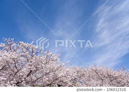 Refreshing blue sky and rows of cherry blossom trees in full bloom [Someiyoshino] 106012328