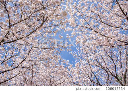 Ceiling of cherry blossoms in full bloom [Someiyoshino] 106012334