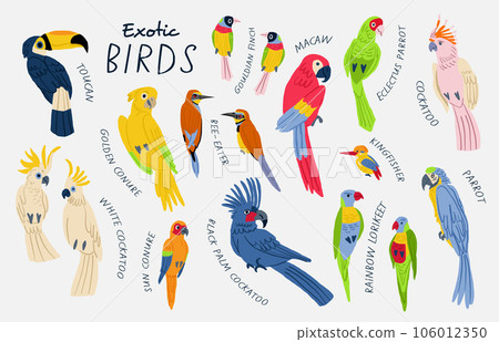 Mega collection of exotic birds with titles. Cockatoo, macaw, parrot, white cockatoo, sun conure, golden conure, Gouldian finch, toucan, bee-eater, rainbow lorikeet, Kingfisher. Birds illustrations Mega collection of exotic birds with titles. Cockatoo, macaw, parrot, white cockatoo, sun conure, golden conure, Gouldian finch, toucan, bee-eater, rainbow lorikeet, Kingfisher. Birds illustrations 106012350