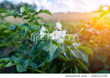 Green potato plant, flower. Vegetable leaf. Organic food farming in garden, field or farm. Crop growth. Countryside nature in summer. Natural outdoor background. Sunset light. 106012436