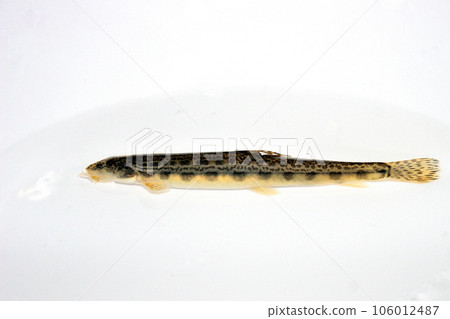 Caught in a mountain stream with a pebble bottom using a ball net 106012487