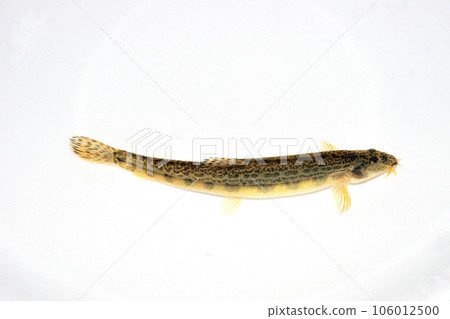 Caught in a mountain stream with a pebble bottom using a ball net 106012500